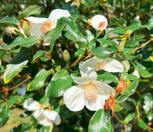 Hors-Séries 241 Eucryphia