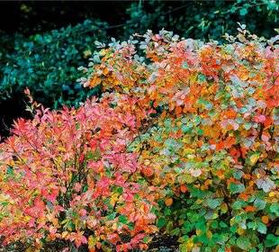 Hors-Séries 241 Fothergilla