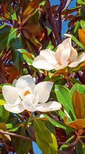 Hors-Séries 241 Magnolia d'été