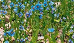 Hors-Séries 241 Pavot bleu de l'Himalaya