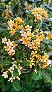 Hors-Séries 241 Pittosporum