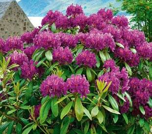 Hors-Séries 241 Rhododendron