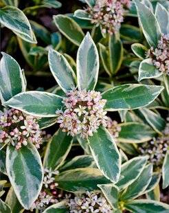 Hors-Séries 241 Skimmia