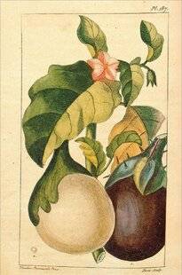 Hors-Séries 242 L'AUBERGINE