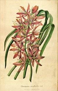 Hors-Séries 242 LE CAMASSIA