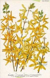 Hors-Séries 242 LE FORSYTHIA