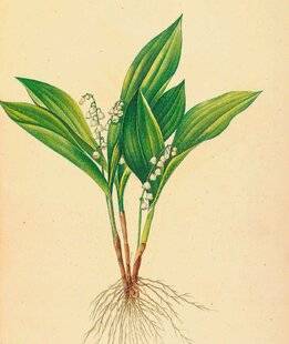 Hors-Séries 242 LE MUGUET