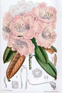 Hors-Séries 242 LE RHODODENDRON YAKUSHIMANUM