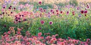 Hors-Séries 244 DES DAHLIAS TOUJOURS AU TOP !