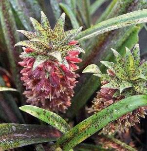 Hors-Séries 244 SURPRENANTES FLEURS ANANAS