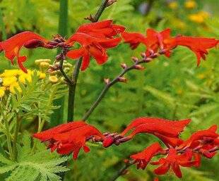 Hors-Séries 244 CROCOSMIAS, LES FEUX DE L'ÉTÉ