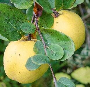 Hors-Séries 245 Les 4 coings du jardin