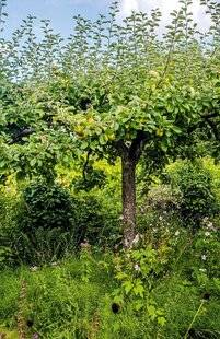 Hors-Séries 245 Des pommes belles à croquer