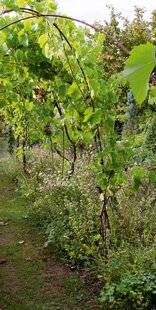 Hors-Séries 245 Une tonnelle de vignes