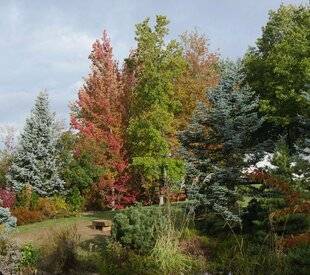 Hors-Séries 246 LE JARDIN DU BOIS MARQUIS