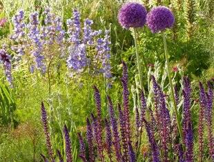 Hors-Séries 246 Violet et pourpre au soleil