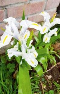 Hors-Séries 246 COLORAMA IRIS