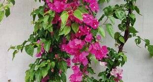 Hors-Séries 247 LES CARACTÉRISTIQUES DES QUATRE POINTS CARDINAUX