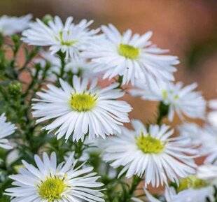 Hors-Séries 247 CINQ PLANTES CHAMEAU CULTIVABLES EN POT