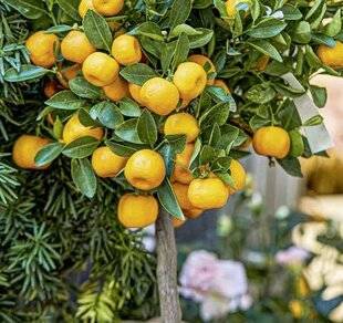 Hors-Séries 247 CINQ PLANTES POUR CULTURE EN POT