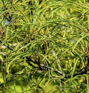 Hors-Séries 247 CINQ PLANTES D'OMBRE