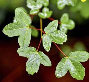 Hors-Séries 247 CINQ PLANTES RÉSISTANTES AUX VENTS