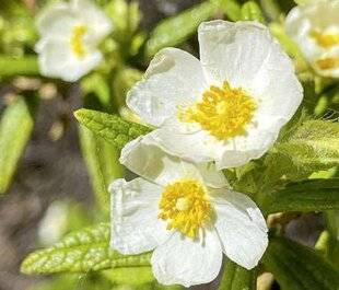 Hors-Séries 247 CINQ PLANTES RÉSISTANTES À LA SÉCHERESSE