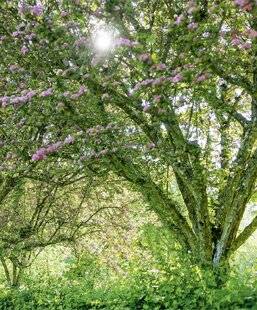 Hors-Séries 247 CAS N°3 : UN BOSQUET ET SA LISIÈRE