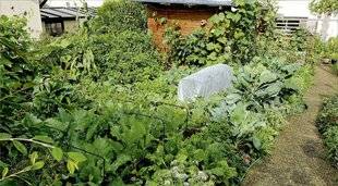 Hors-Séries 247 LE POTAGER ET LE VERGER À L'HEURE DES CHANGEMENTS