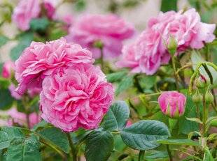 Hors-Séries 248 LES PLANTES ET JARDINS RÉCOMPENSÉS EN 2025