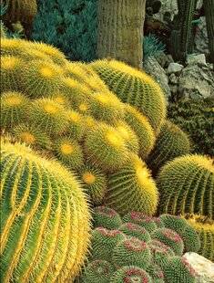 Hors-Séries 248 LE CLIMAT MÉDITERRANÉEN DE LA DOUCEUR POUR TOUS LES JARDINIERS