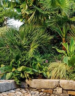 Hors-Séries 248 Pas de jardin sans palmier !