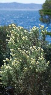 Hors-Séries 248 Les arbustes qui bravent le sel