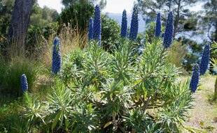 Hors-Séries 248 La beauté du jardin sobre