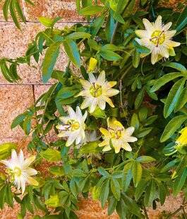 Hors-Séries 248 IRREMPLAÇABLES PASSIFLORES