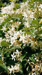 Hors-Séries 248 Elles nous mènent par le bout du nez