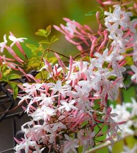 Hors-Séries 248 Les vrais jasmins