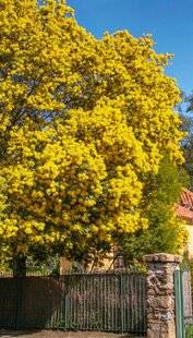 Hors-Séries 248 Les mimosas illuminent l'hiver