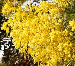 Hors-Séries 248 UNE SYMPHONIE DE JAUNES