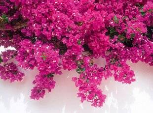 Hors-Séries 248 Les bougainvilliers rois de la couleur