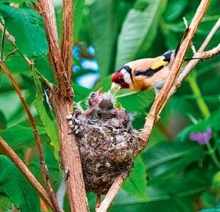 Hors-Séries 249 À chaque oiseau, son nid et ses œufs !