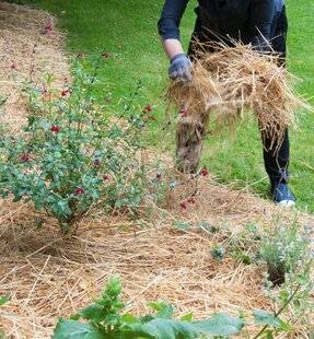 Hors-Séries 249 Le paillage où, quand, comment et avec quoi ?