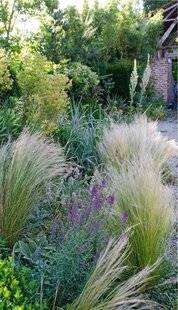 Hors-Séries 249 Résister à la sécheresse