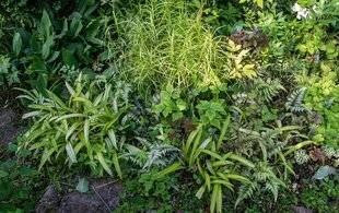 Hors-Séries 249 Animer l'ombre