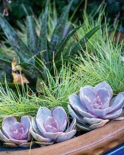 Hors-Séries 249 Compléter les potées