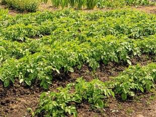 Hors-Séries 250 Où et sur quelle surface installer le potager ?