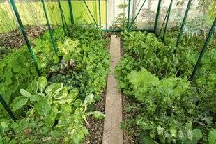 Hors-Séries 250 Repousser les limites de la saison potagère