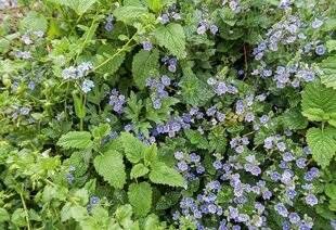 Hors-Séries 250 Profiter des semis spontanés