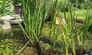 Hors-Séries 250 Attirer les insectes au jardin