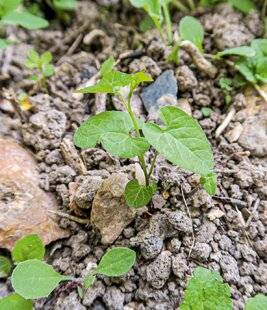 Hors-Séries 250 Désherber intelligemment
